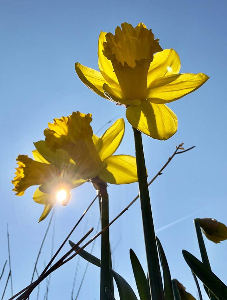 mooiste plaatje Den Helder - Eckkies